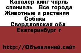 Кавалер кинг чарль спаниель - Все города Животные и растения » Собаки   . Свердловская обл.,Екатеринбург г.